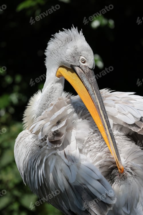 Preview: Close up portrait of Dalmatian pelican