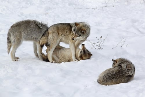 Preview: wolf, pack, togetherness, group, wilderness