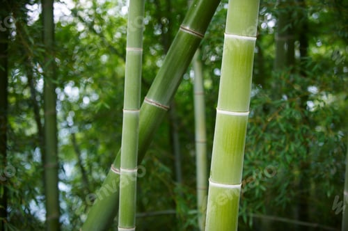 Preview: Green Bamboo Forest In China