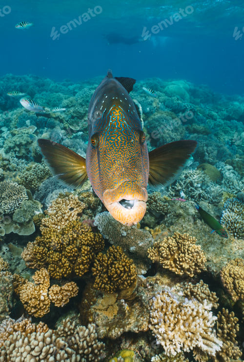 Preview: Cheilinus undulatus, maori wrasse humphead fish in australia