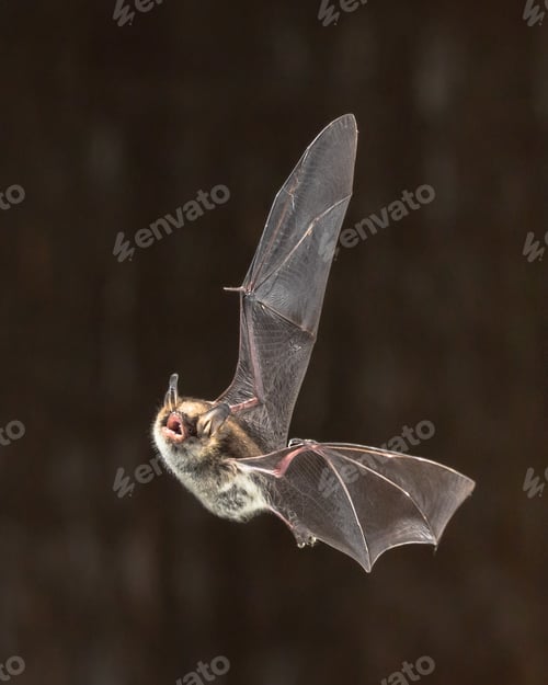 Preview: Rare Natterers bat in flight