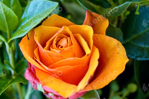 Preview: Closeup of a vibrant orange rose surrounded by lush green leaves on a sunny day