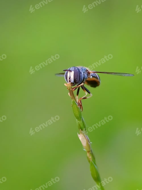 Preview: hoverfly,nature background photo