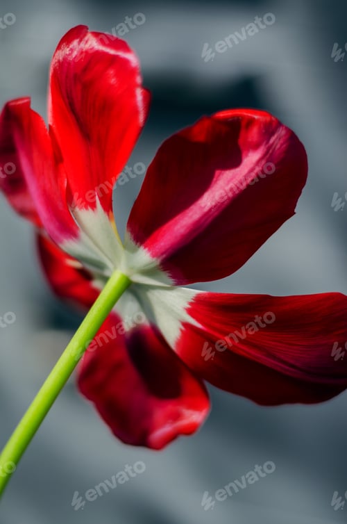 Preview: Red tulip
