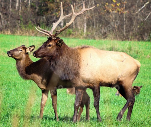 Preview: Elk in wild