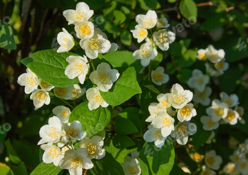 Preview: Beautiful White Blooming Mock-orange flowers of Celinda (Philadelphus coronarius) in the garden.