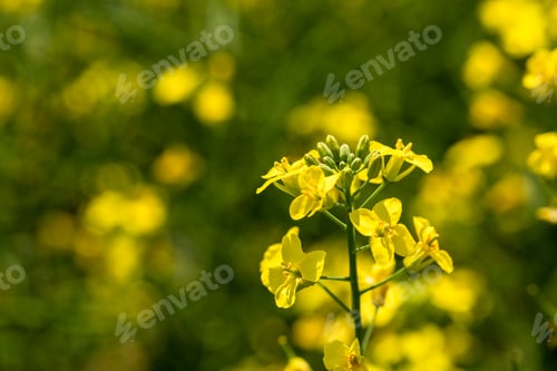 Preview: Rape plant and flowers in close-up. Cultivation of rapeseed.