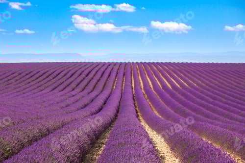 Preview: Lavender flowers blooming fields. Valensole Provence, France