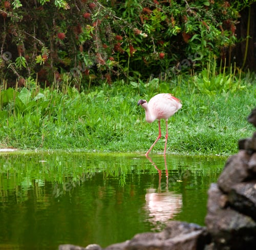 Preview: Beautiful pink flamingo