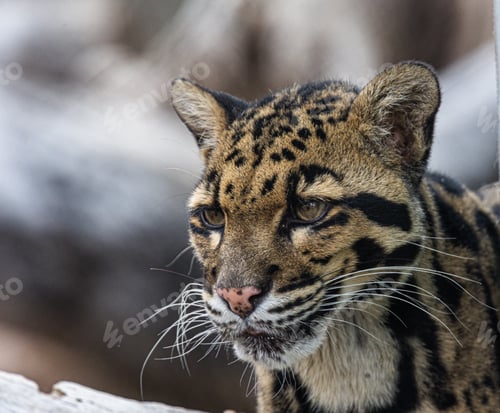 Preview: Close up of a Formosan clouded leopard gazing intently