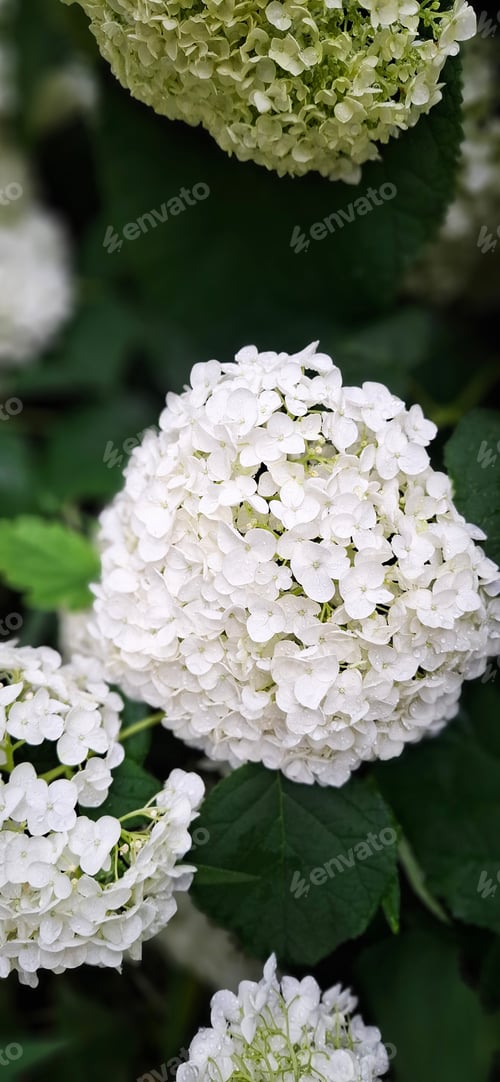Preview: White green hydrangea blooms natural vertical floral wallpaper