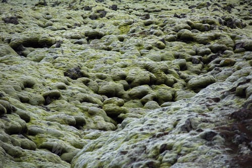 Preview: Moss covered lava field, Eldhraun, Iceland