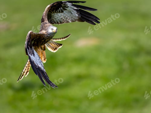 Preview: Red kite soaring through the skies of Scotland.