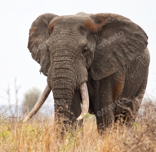 Preview: Magnificent Elephant Standing Tall in the Tall Grass