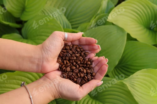 Vorschau: Kaffeebohnen