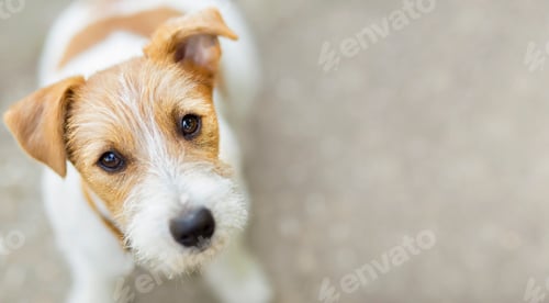 Preview: Adorable Close Up of a Terrier Dog