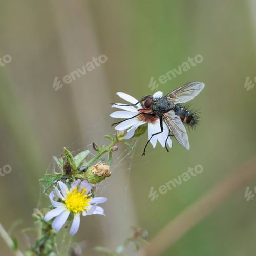 Preview: Close-up of a fly sitting on a white flower