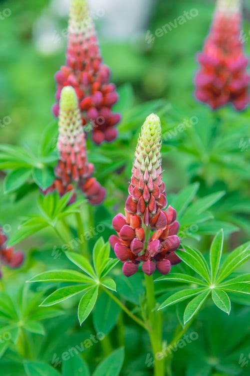 Preview: Lupine blooms in the garden. Selective focus.