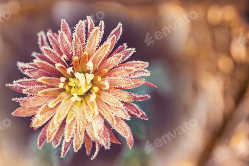 Preview: Frozen flowers