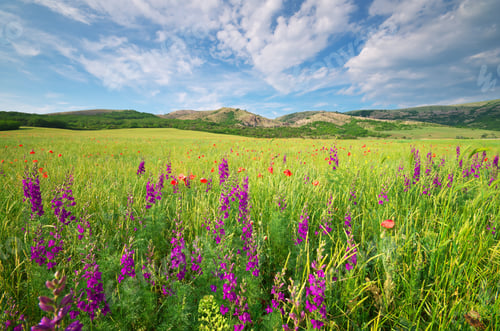 Preview: Green meadow in mountain.