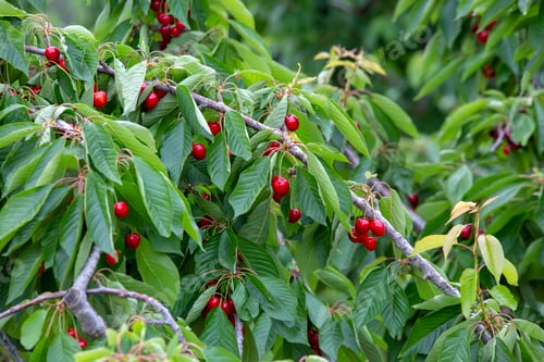 Preview: Cherry with leaf and stalk. Cherries with leaves and stalks.