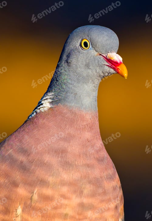 Preview: Wood Pigeon, Mediterranean Forest, Spain
