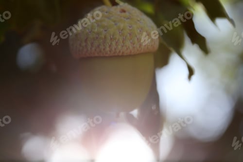 Preview: Fresh and young acorn on the tree