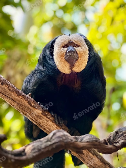 Preview: Portrait of a Cute Sloth Hanging on Tropical Tree In Jungles With Green Leaves In Light And Shadows