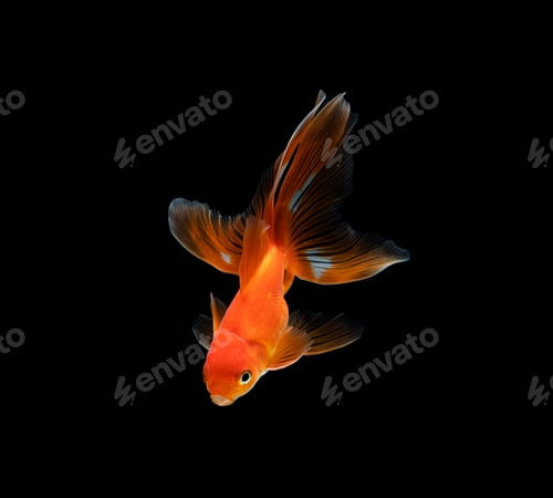 Preview: goldfish isolated on a dark black background