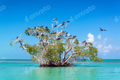 Preview: Mangrove Tree and Frigatebirds