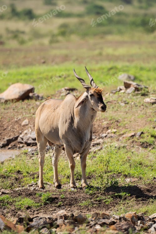 Preview: Eland