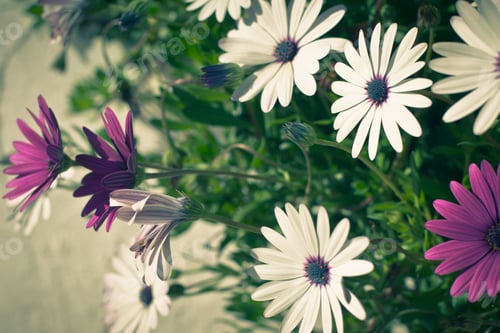 Preview: Osteospermum flowers at Sunny Day