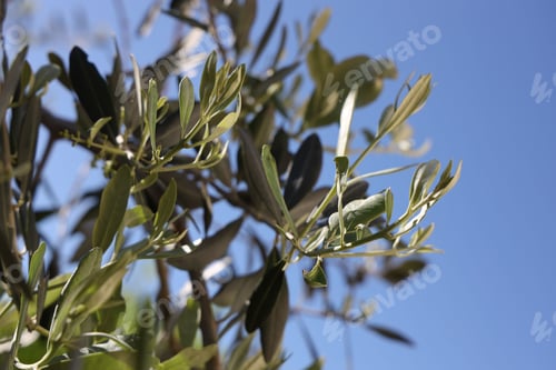 Preview: Selective focus shot of an olive tree branch
