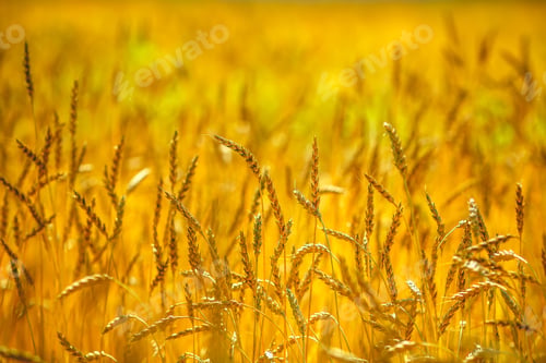 Preview: Wheat field. Ears of golden wheat close up. Rich harvest concept