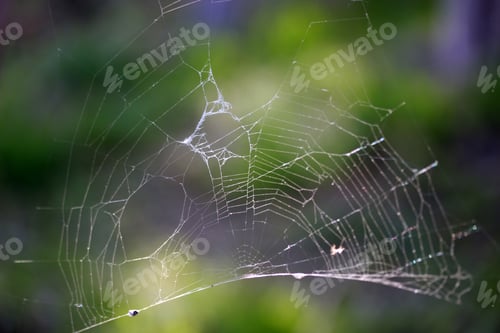Preview: abstract spider web background