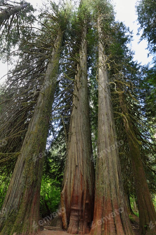 Preview: Western Red Cedar in the Grove of the Patriachs