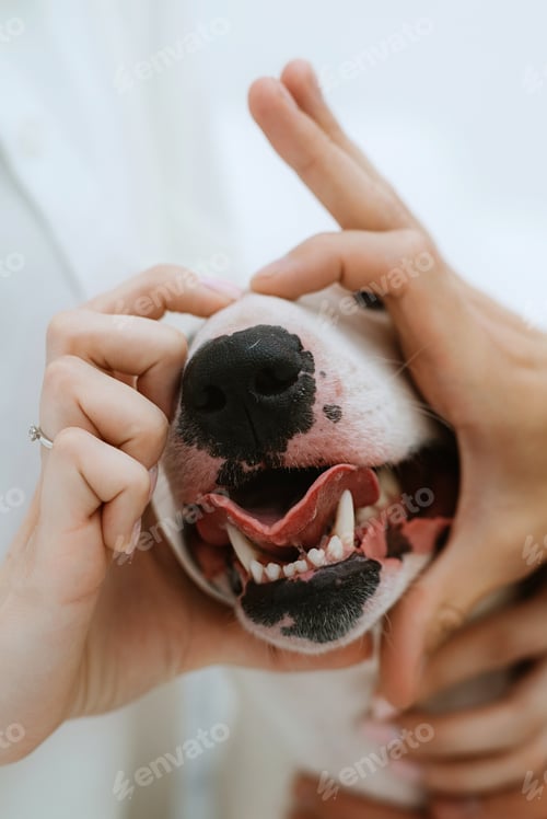 Preview: white dog with smooth fur