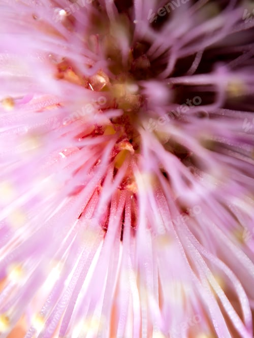 Preview: Close-up view of a pink flower showing its delicate petals and structures at midday