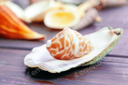Preview: Different sea shells on color wooden background