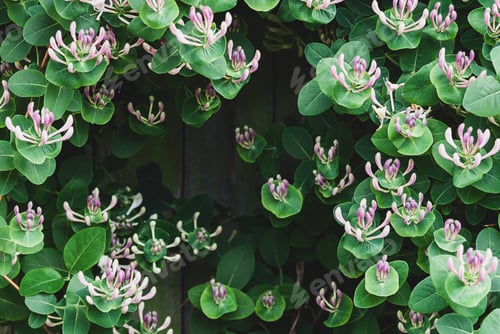 Preview: Goat-leaf Honeysuckle (Lonicera caprifolium) with flower buds, closeup