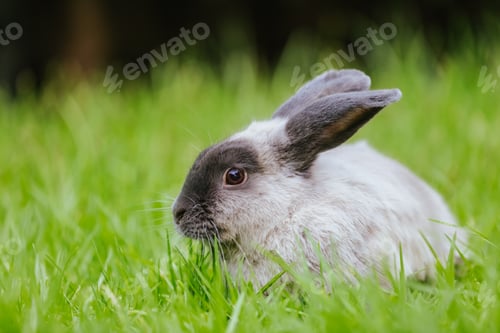 Preview: A Lop Rabbit Outside in Long Grass