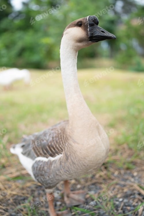 Preview: goose farming, animal living in nature farm, white goose bird or big duck with feather
