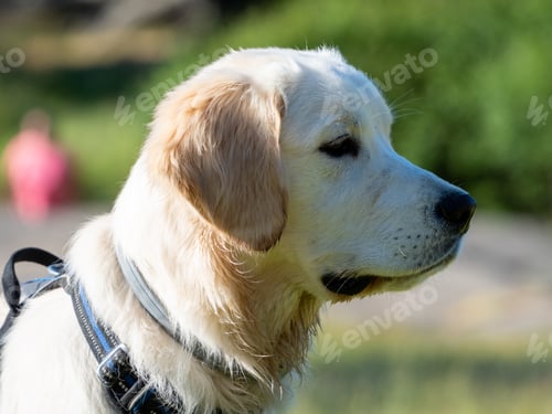 Preview: Side view of an attentive dog outside