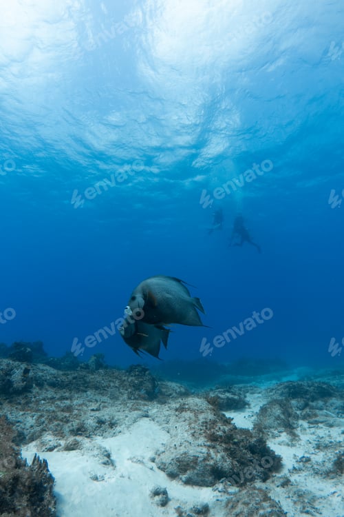 Preview: portrait of two fish with two unrecognizable scuba divers in the background