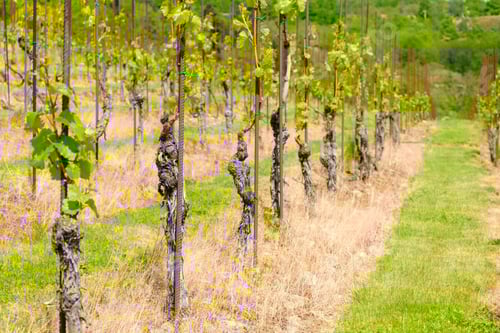 Preview: Young vineyard at sunlight. Rows of grapes on the slopes