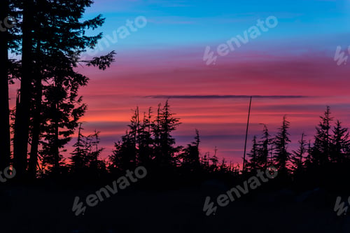 Preview: Pine trees at sunset