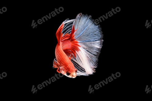 Preview: Siamese fighting fish Betta splendens on black background