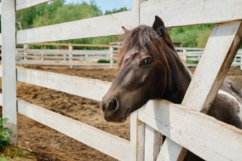 Preview: Horse Leaning Over Wooden Fence in Pasture