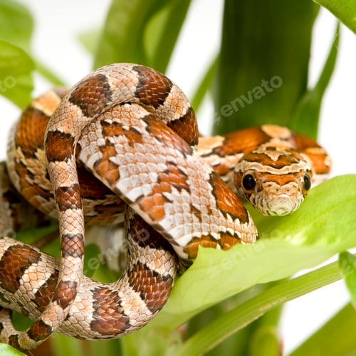 Preview: Corn Snake