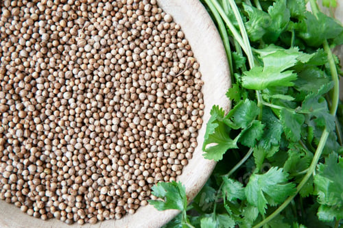 Preview: Coriander Seeds and Cilantro Leaves